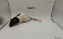 Rat rodents for sale: OCT: 32 Rats (7 Rats: 4 Boys, 3 Girls Left) - Advert 33