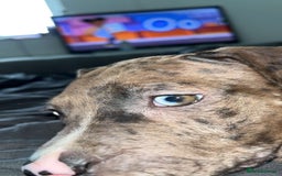Mixed Breed dogs for sale: !!1 FEMALELEFT!! Merle CaneCorso x American bullys - Image 7