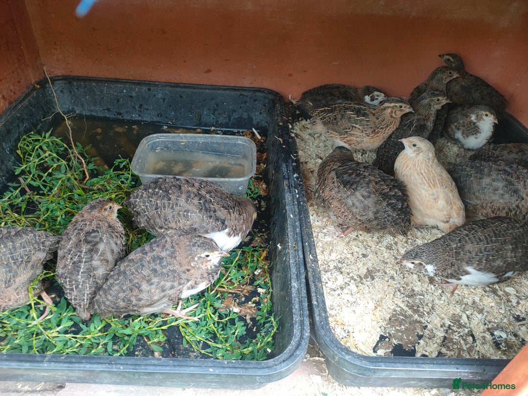 Quail poultry for sale: Mixed coturnix quail - Image 4