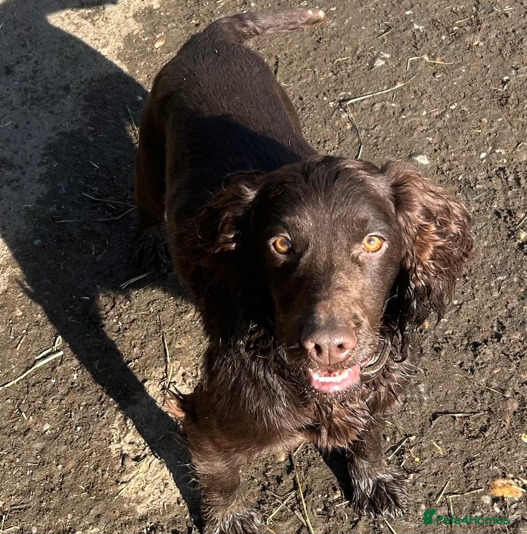 Cockapoo dogs for sale: Stunning F1b petite Cockerpoos.  - Image 14