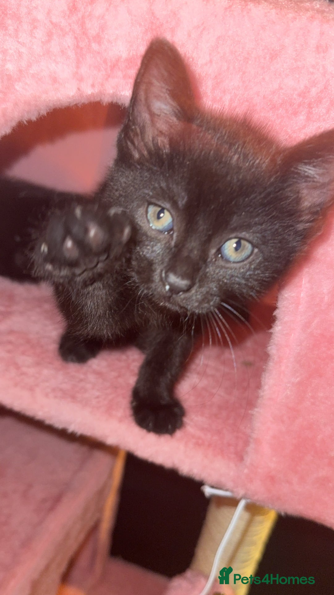 Mixed Breed cats for sale: Kittens looking for forever home - Advert 3