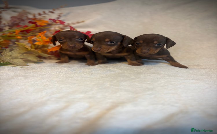 Miniature Dachshund dogs - Advert 10