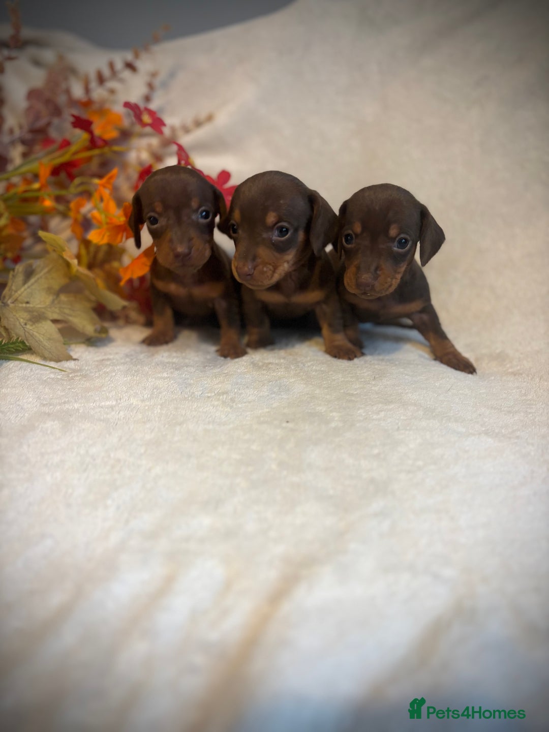 Miniature Dachshund dogs for sale: Miniature Daschunds  - Image 1