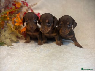 Miniature Dachshund dogs - Advert 7