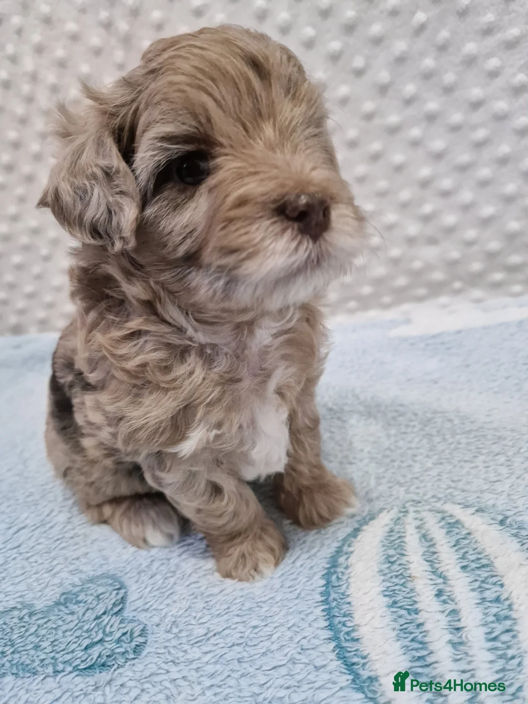 Maltipoo dogs for sale: Maltipoo boys for sale Apricot & merle 💙🩵💚 - Advert 22