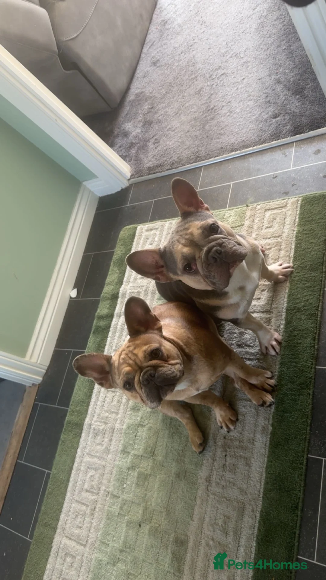 French Bulldog dogs for sale: merle french bulldog  in Andover - Advert 4