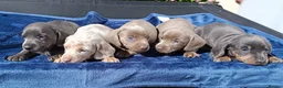 Miniature Dachshund dogs for sale: KC Reg PRA Clear mini solid colours  - Advert 7