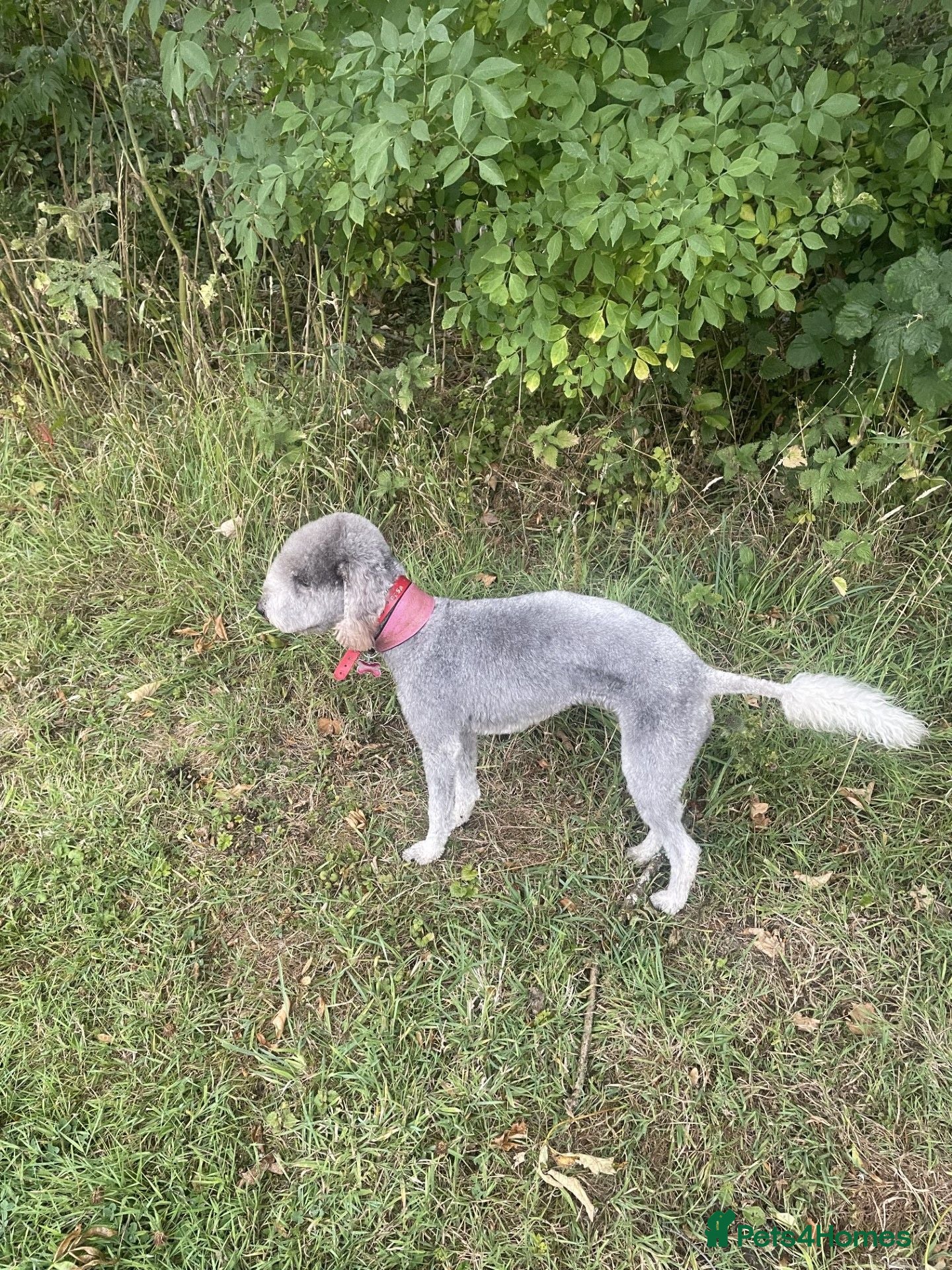 Bedlington Terrier dogs Bedlington Whippet Puppies - Advert 1