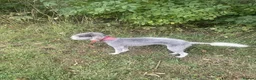 Bedlington Terrier dogs for sale: Bedlington Whippet Puppies in Sherborne - Advert 1