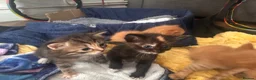 Mixed Breed cats for sale: Kittens for sale - Advert 9