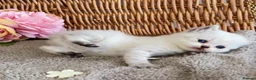 British Shorthair cats for sale: RARE SEAL LYNX PURE BRED BSH TEDDY BEARS - Advert 5