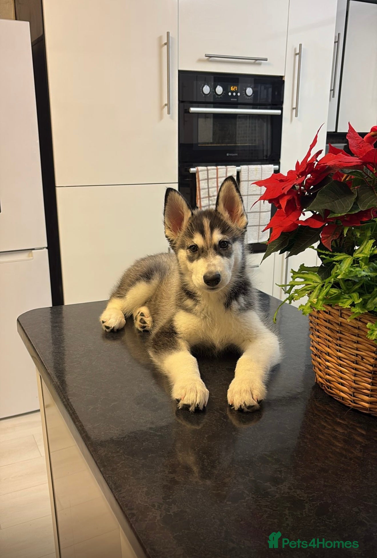 Siberian Husky dogs Siberian husky 2 month puppy - Advert 5