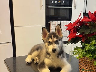 Siberian Husky dogs Siberian husky 2 month puppy - Advert 2