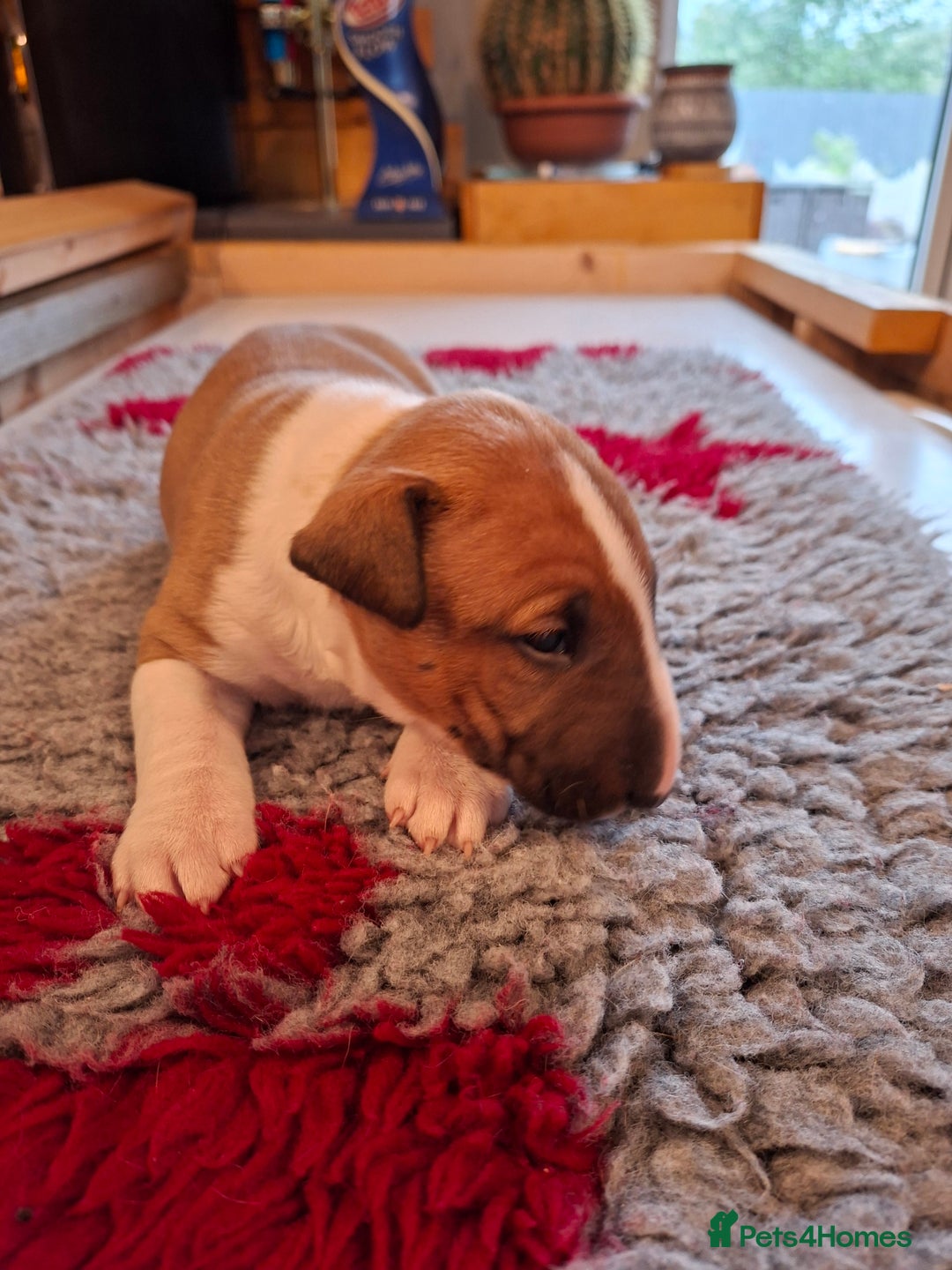 English Bull Terrier dogs for sale: 4 English bull terrier pups 2 male 2 female  - Image 9