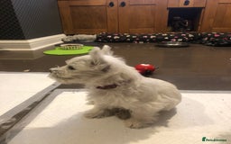 West Highland Terrier dogs for sale: Beautiful west highland puppies for sale - Image 20