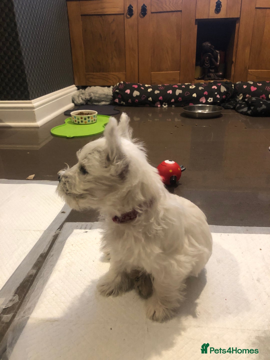 West Highland Terrier dogs for sale: Beautiful west highland puppies for sale - Image 20