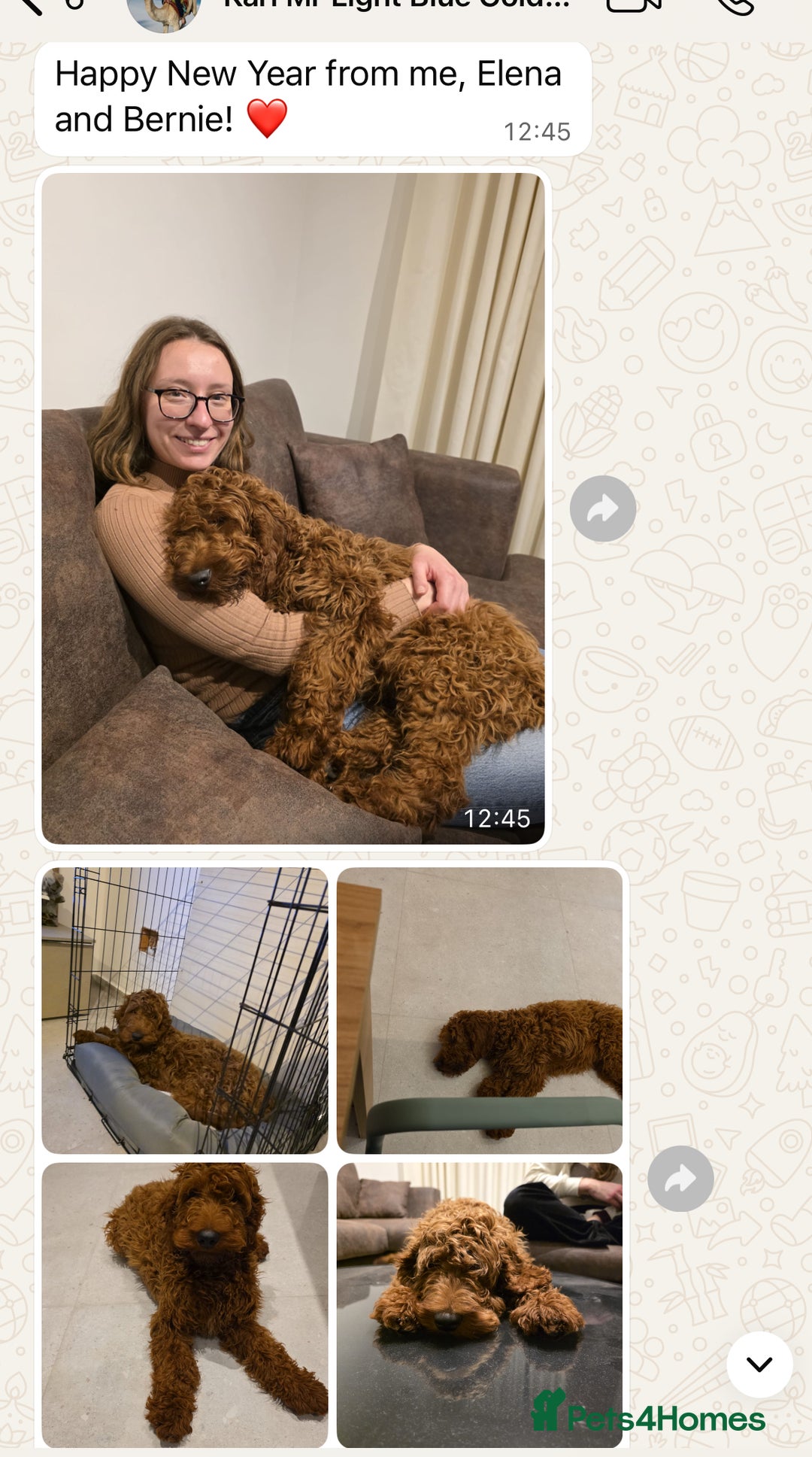 Goldendoodle dogs for sale: multigenerational Australian Red double doodles  - Advert 32