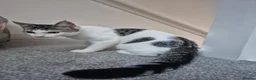 Mixed Breed cats for sale: 4m/o male foster for new home  - Advert 4