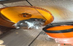 Hamster rodents for sale: Male fluffy brown & white hamster - Image 1