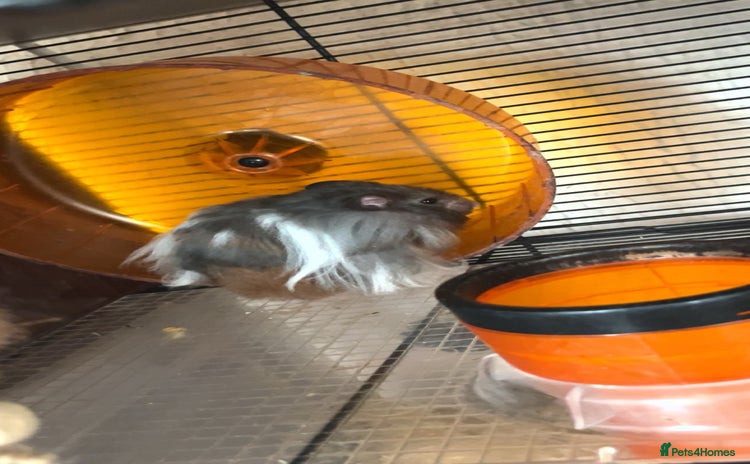 Hamster rodents - Advert 2