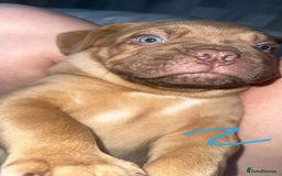 Dogue De Bordeaux dogs for sale: Dogue de bordeaux - Advert 14