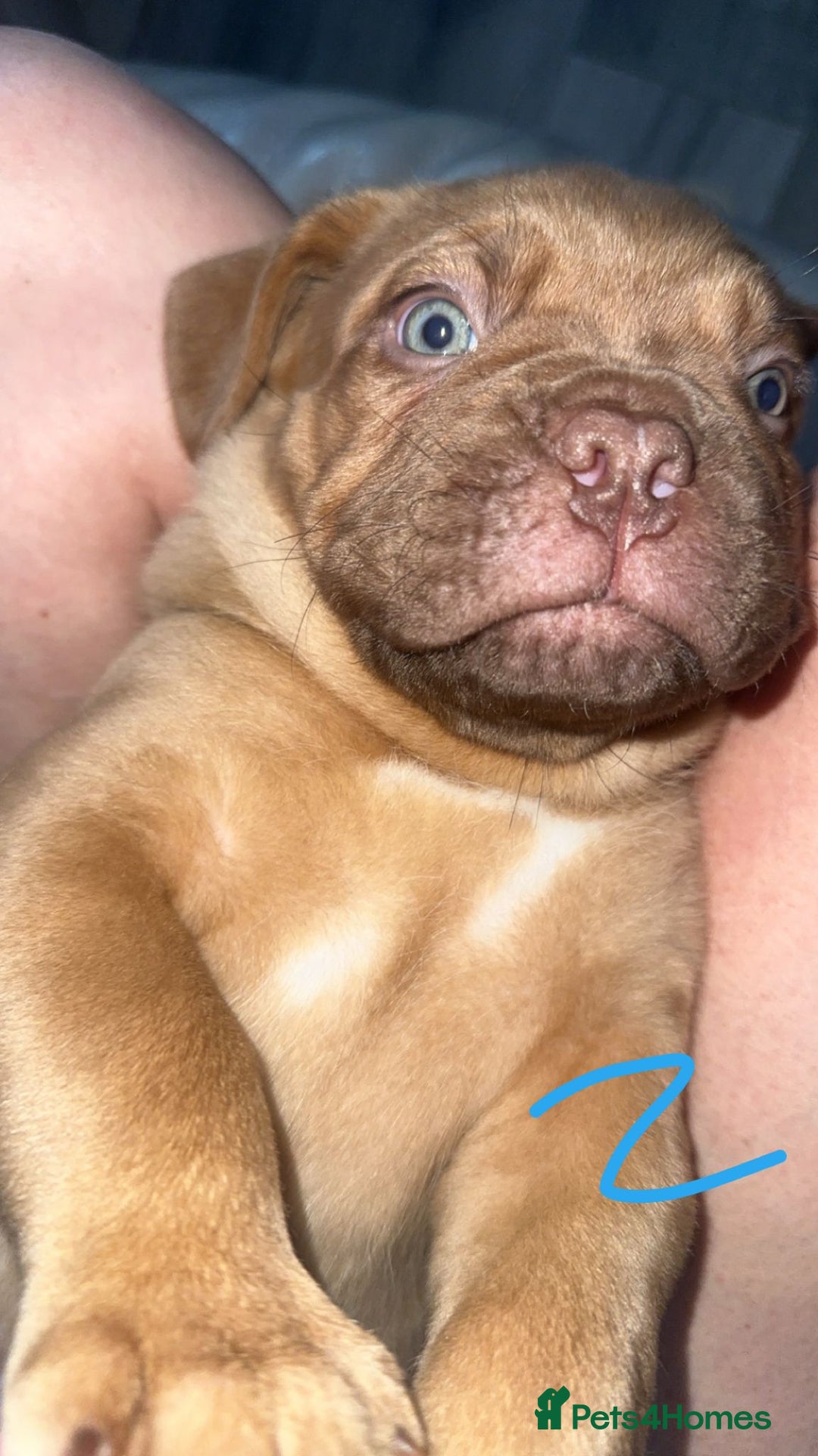 Dogue De Bordeaux dogs for sale: Dogue de bordeaux - Advert 14