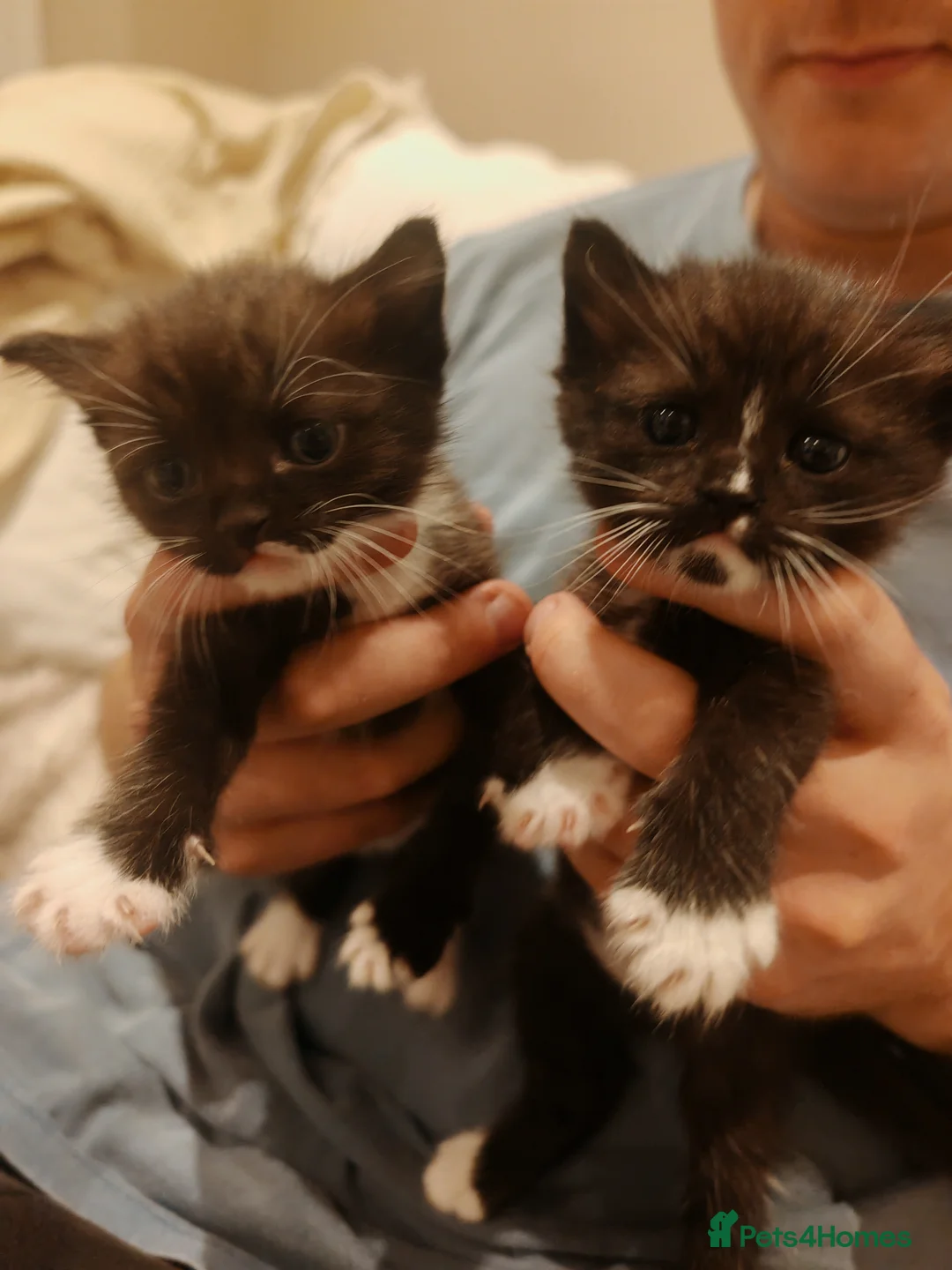 Ragdoll cats for sale: Reduced gorgeous half Ragdoll kittens!!! - Advert 2