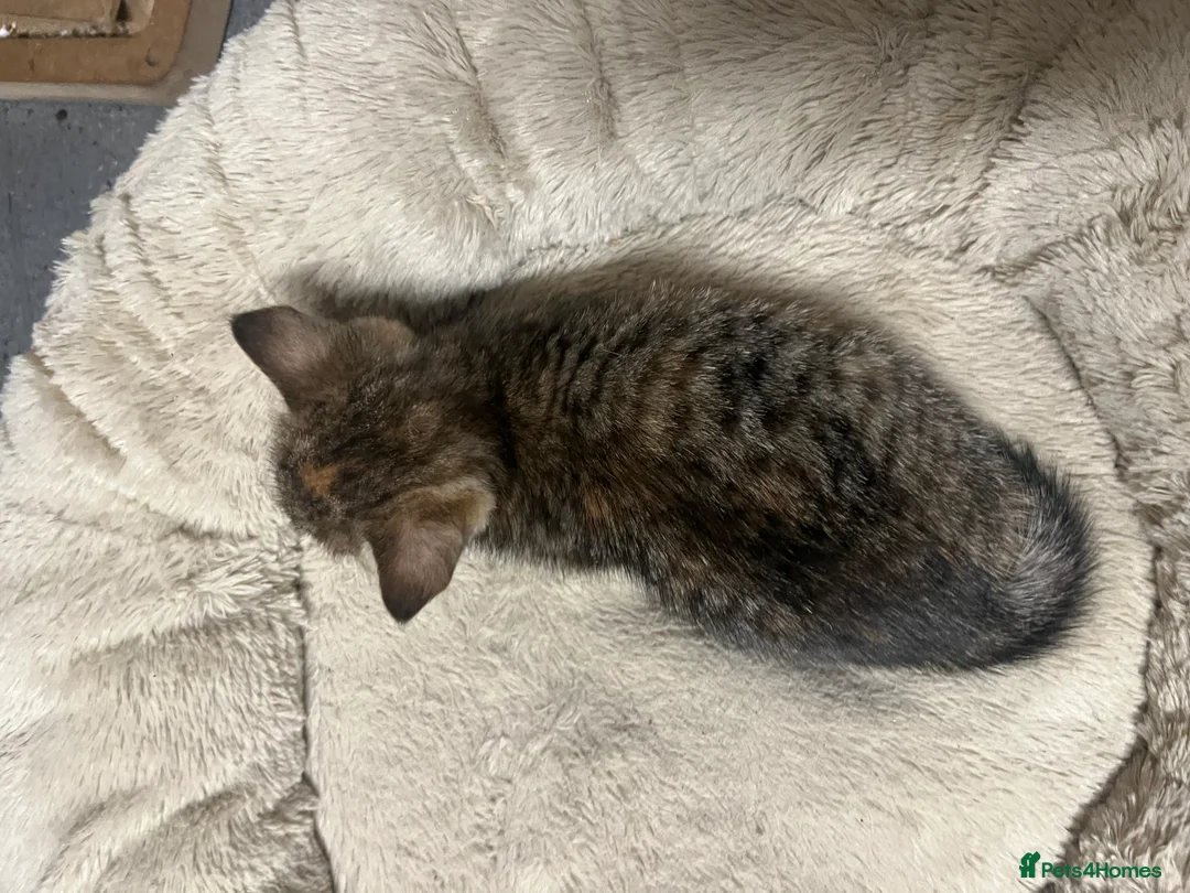 Mixed Breed cats for sale:  🐾 Stunning Mixed Tabby Kittens Available 🐾 - Advert 6