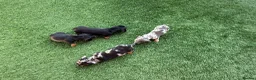 Miniature Dachshund dogs for sale: Miniature dachshund Puppys for sale  in Aldershot - Advert 13