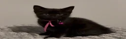 British Shorthair cats for sale: One male & one female kittens - Advert 4
