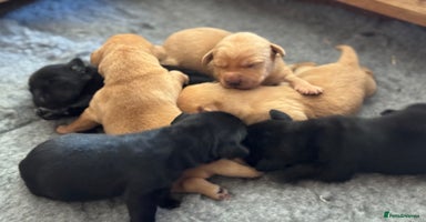 Labrador Retriever dogs - Advert 3