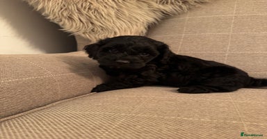 Cockapoo dogs - Advert 9