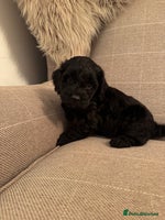 Cockapoo dogs - Advert 9