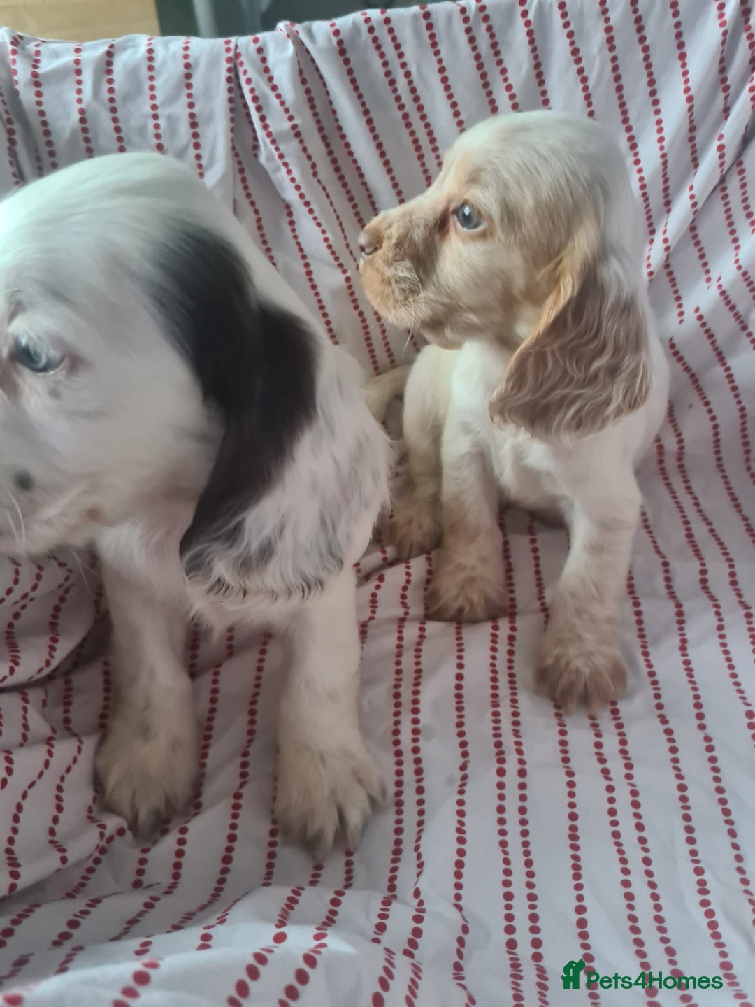 Cocker Spaniel dogs for sale: Cocker spaniel puppies | Mixed colours | 6 total - Advert 2