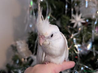 Cockatiels birds Tame cockatiel - Advert 9