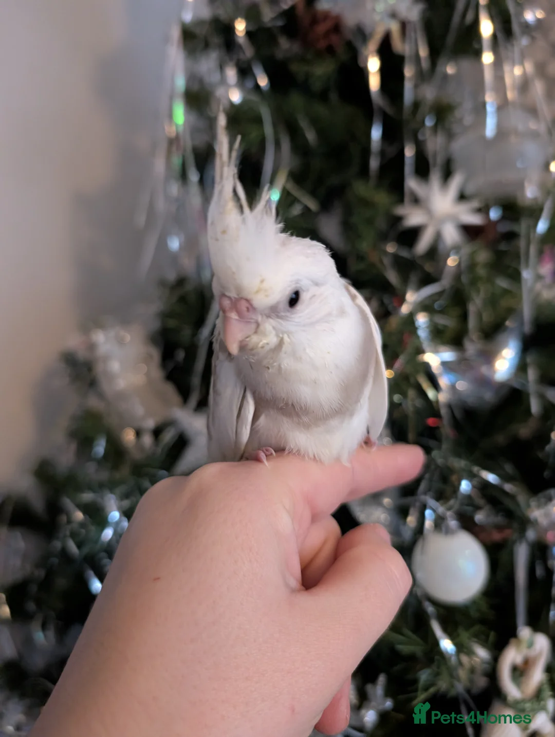 Cockatiels birds for sale: Tame cockatiel  - Advert 1