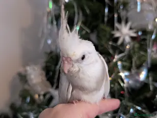 Cockatiels birds Tame cockatiel - Advert 17