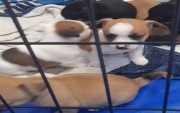 Mixed Breed dogs for sale: Jackawawa for sale  - Image 6