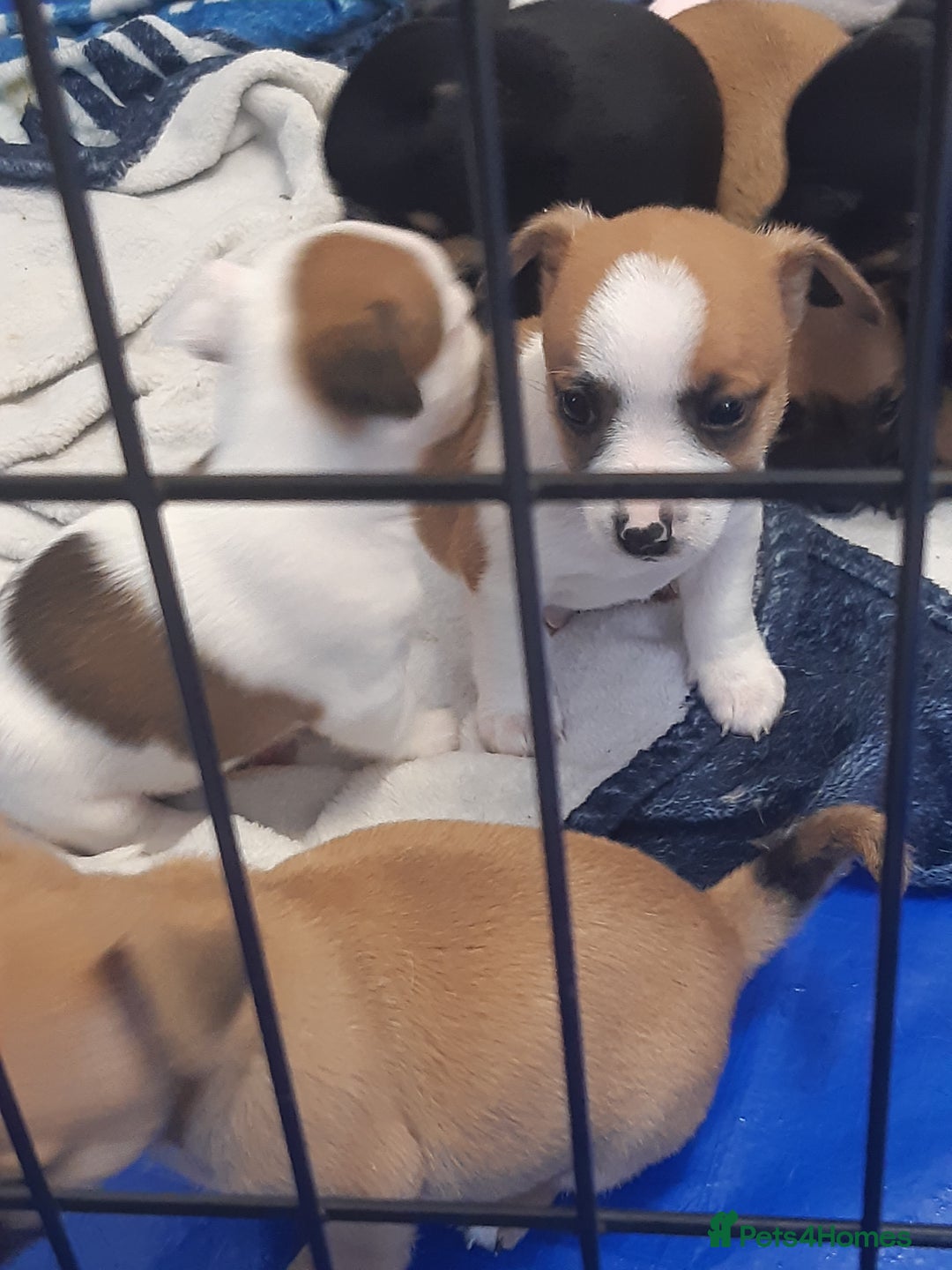 Mixed Breed dogs for sale: Jackawawa for sale  - Image 6