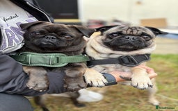 Pug dogs for sale: Last remaining male pug puppy!! Ready to leave now - Image 7