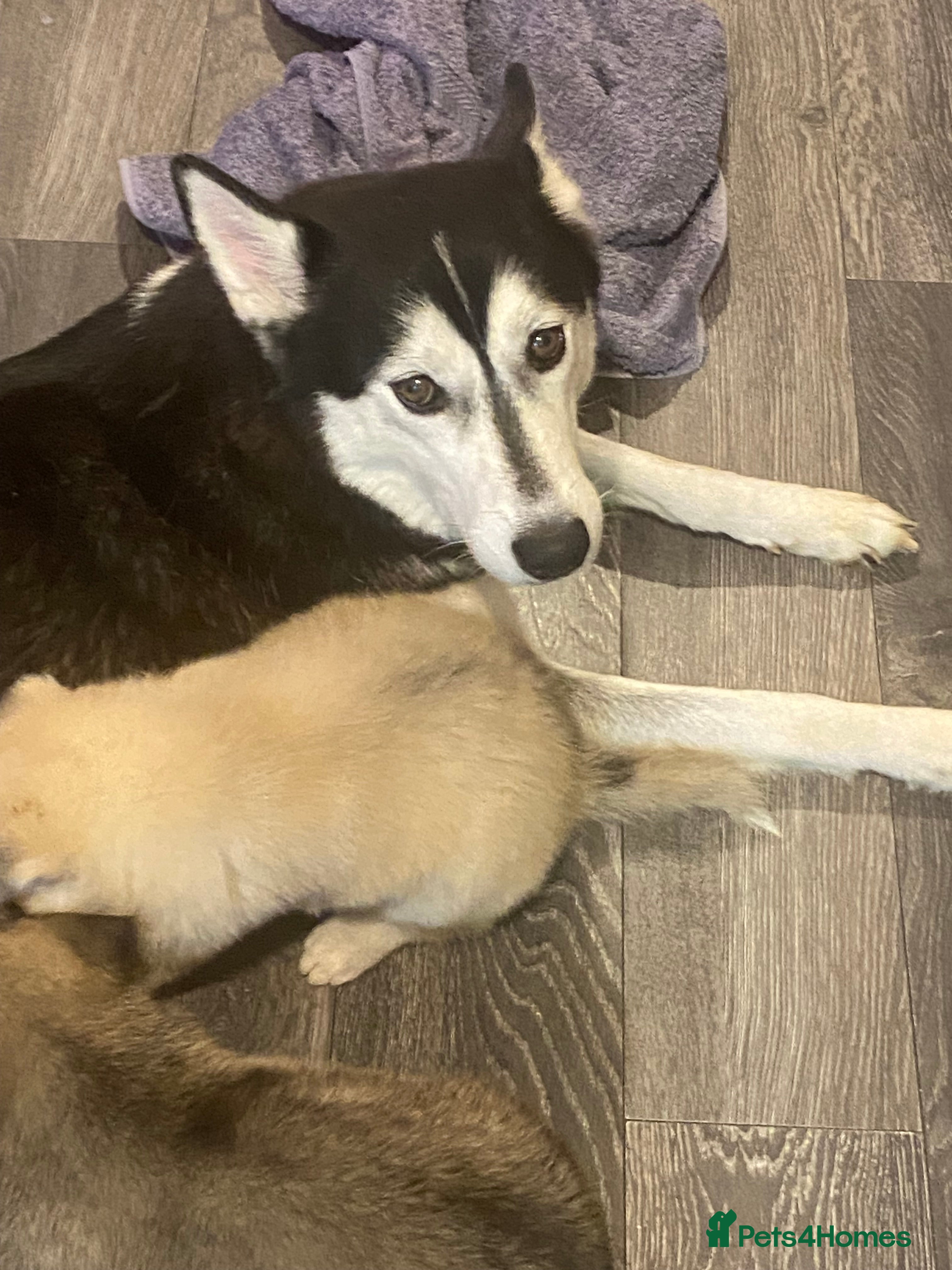 Huskita dogs huskeys  - Advert 1