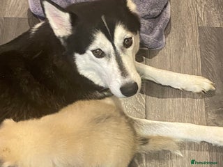 Huskita dogs for sale: huskeys - Advert 1