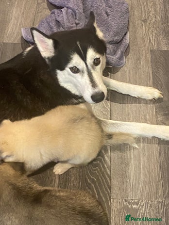 Huskita dogs huskeys - Advert 2