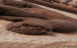 British Shorthair cats for sale: British shorthair kittens  - Image 3