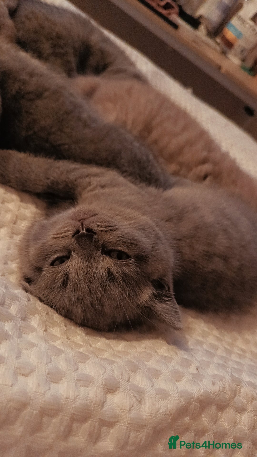 British Shorthair cats for sale: British shorthair kittens  - Image 3