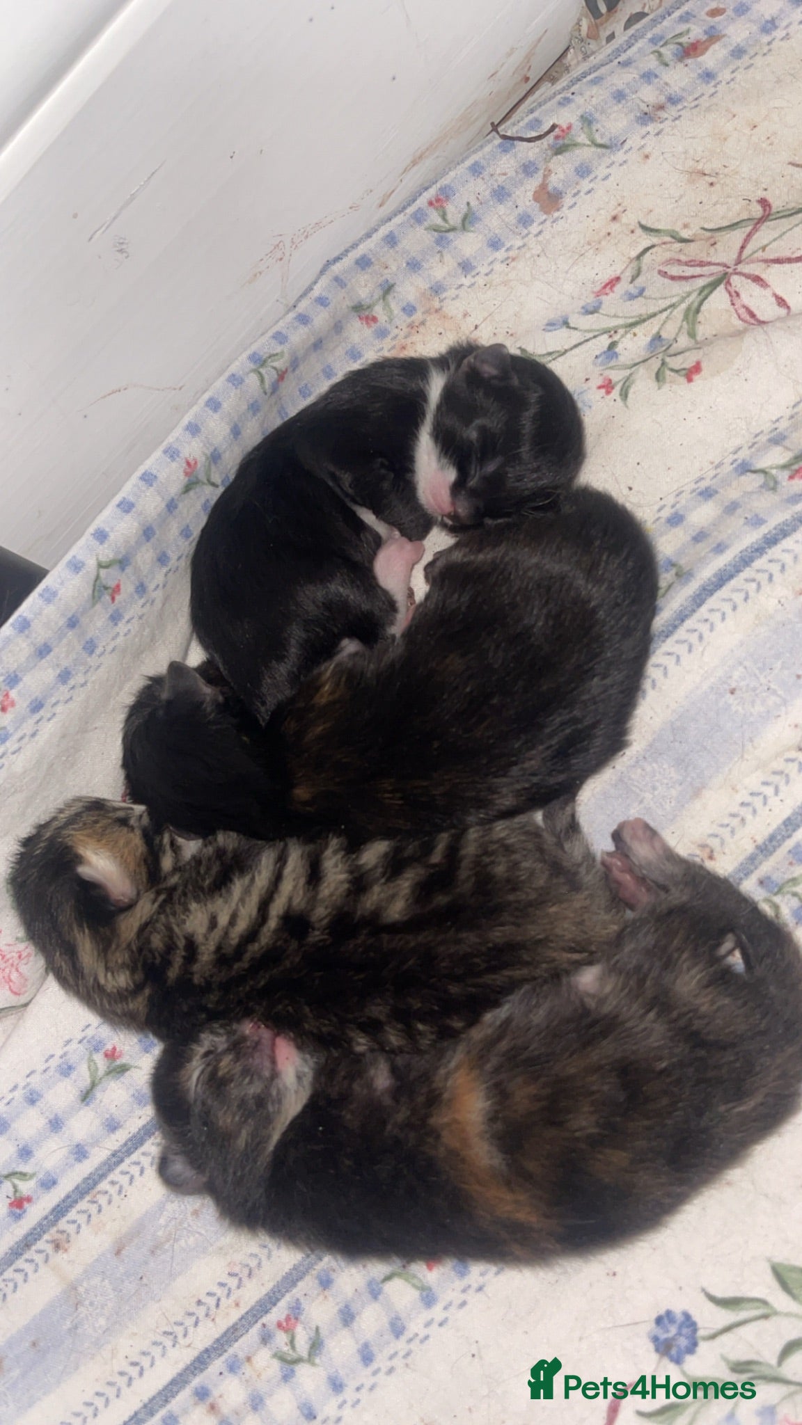 Domestic Shorthair cats 4 Domestic Shorthaired kittens - Advert 7