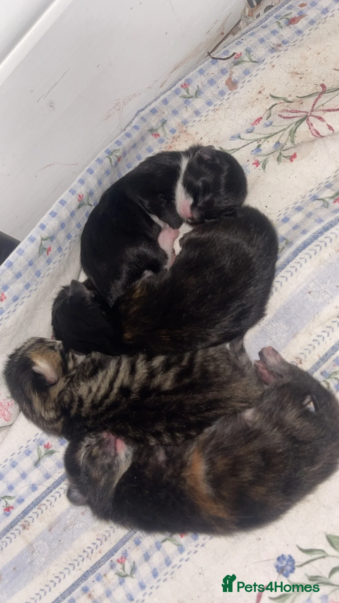Domestic Shorthair cats for sale: 4 Domestic Shorthaired kittens - Advert 1