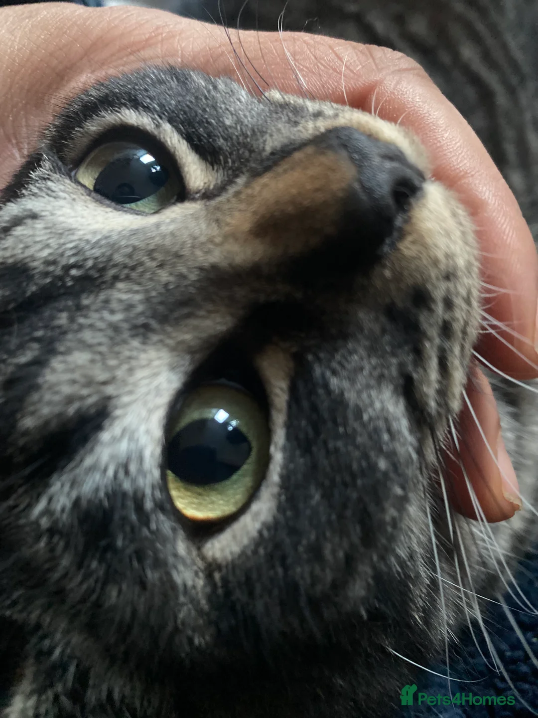 Ragdoll cats for sale: This ragdoll mix is ready ragdoll characteristics - Advert 3