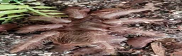 Tarantulas invertebrates for sale: Paraguay Red Hair tarantula. Nhandu carapoensis - Advert 1