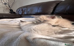 Ragdoll cats for sale: Ragdoll kittens - Image 2